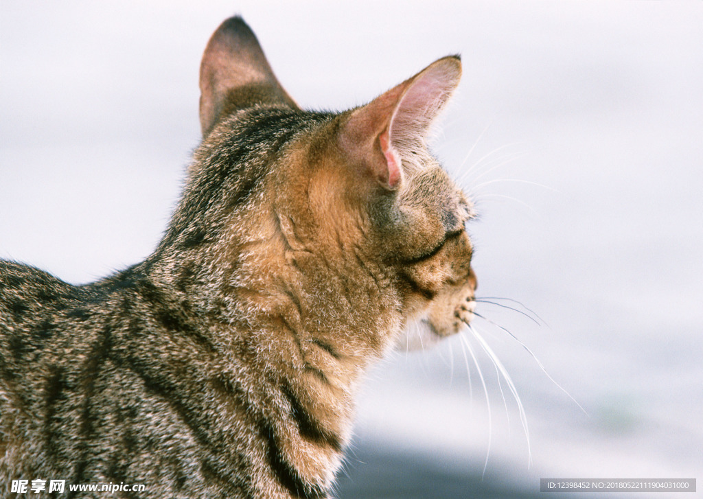 猫咪
