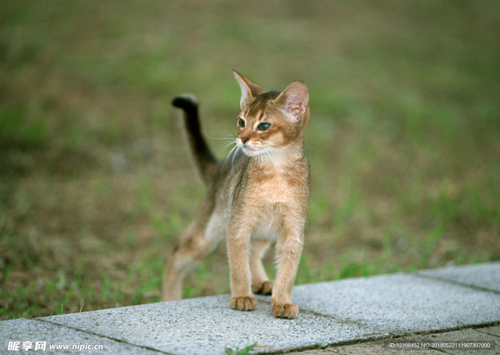 猫咪