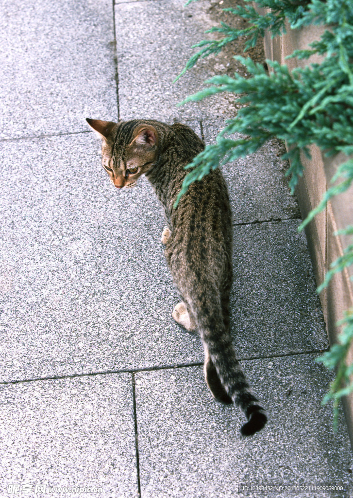 猫咪