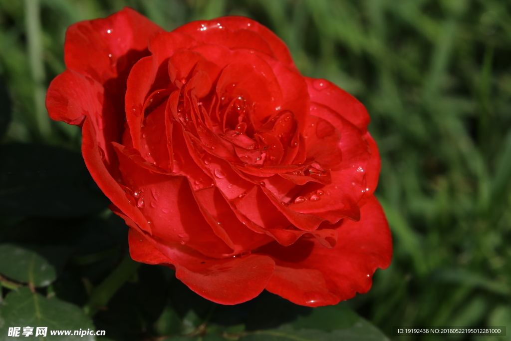 月季花