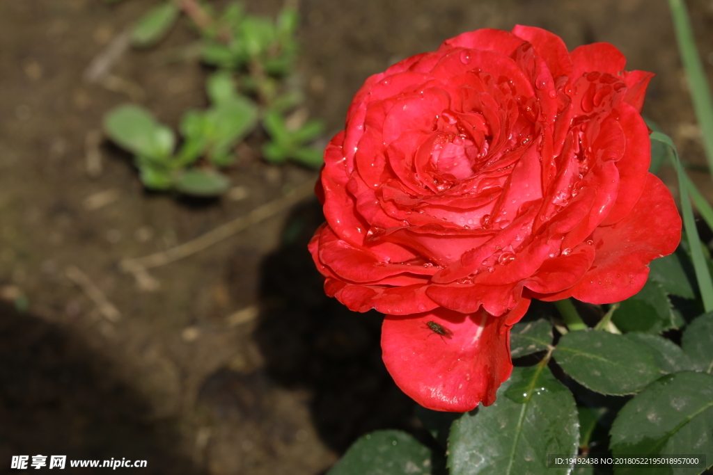 月季花