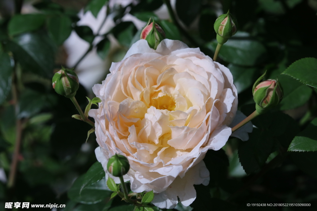 月季花