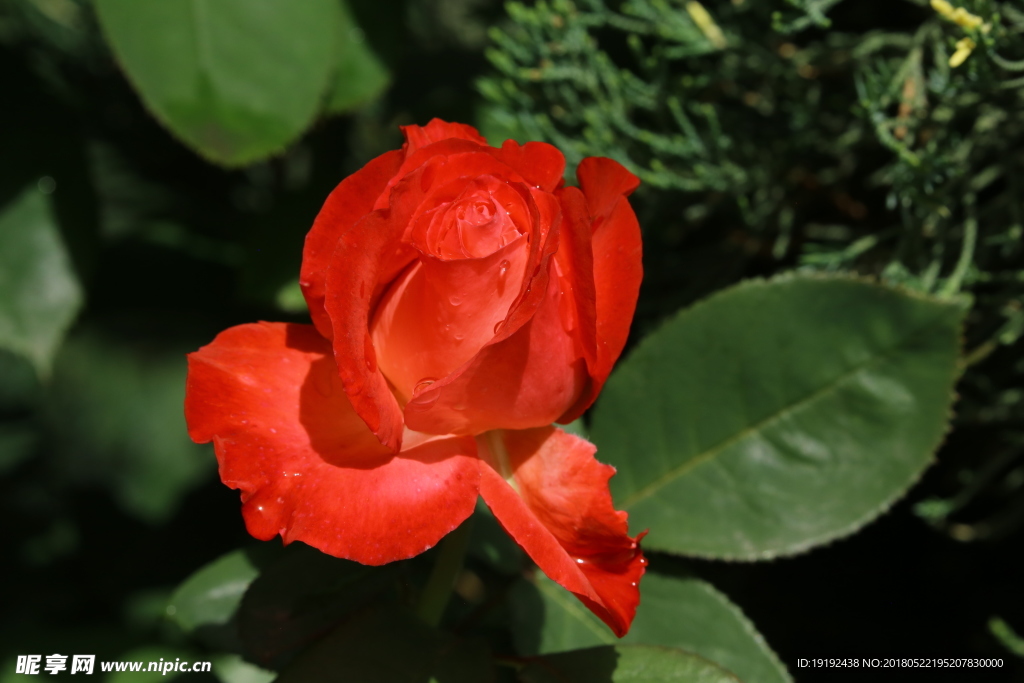 月季花
