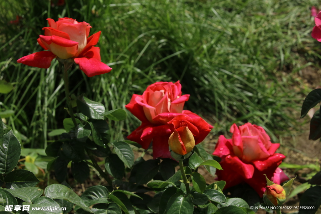 月季花
