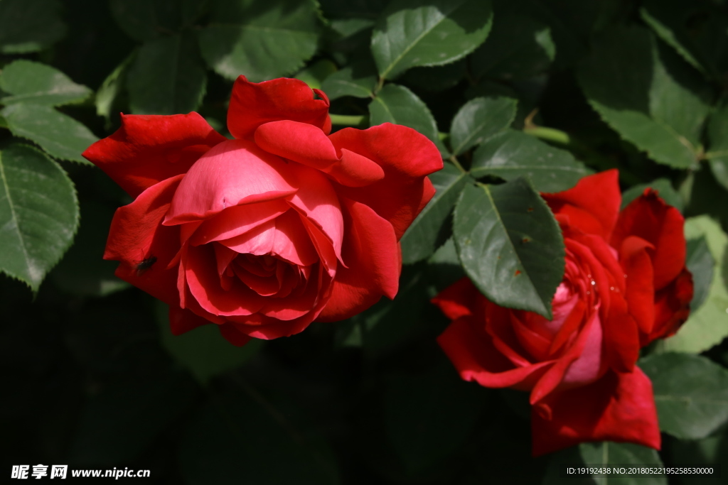 月季花