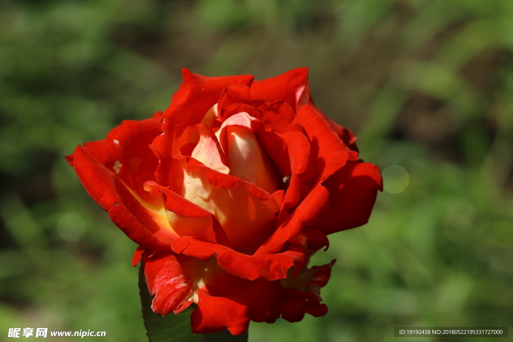 月季花