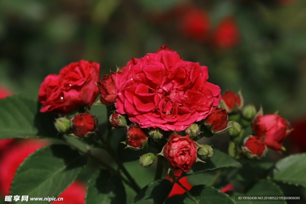月季花