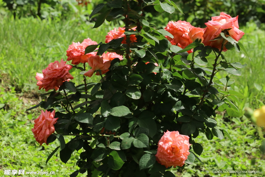 月季花