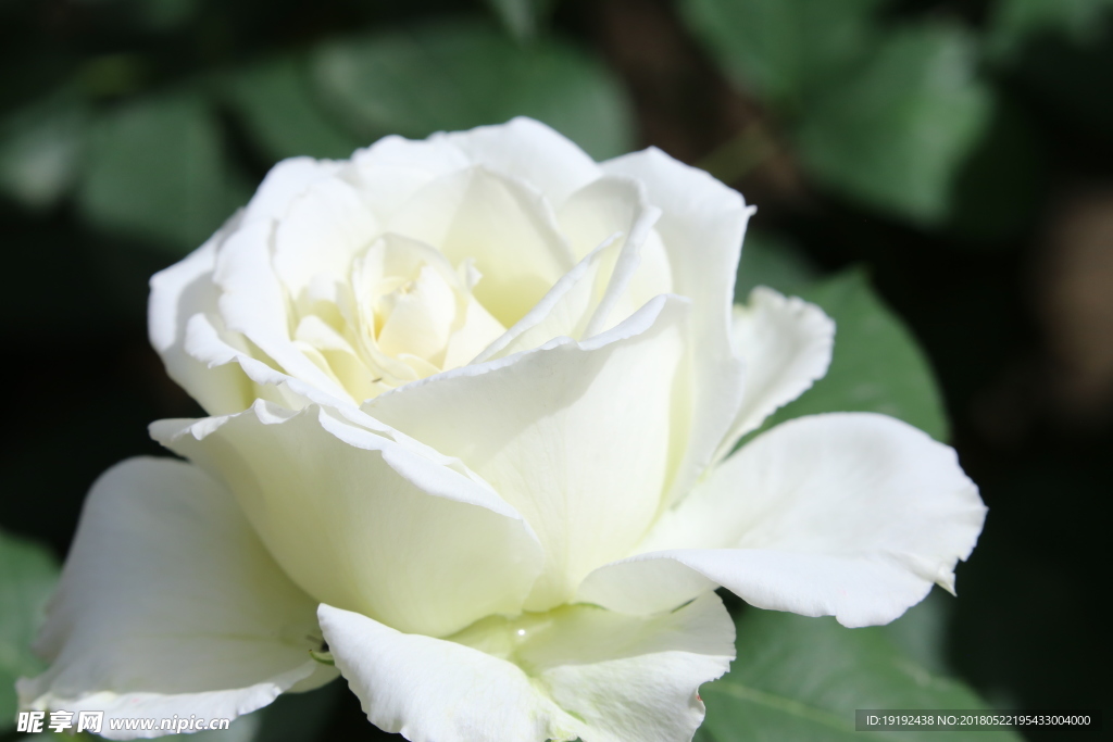 月季花