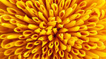 花蕾