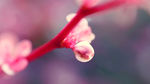 花苞