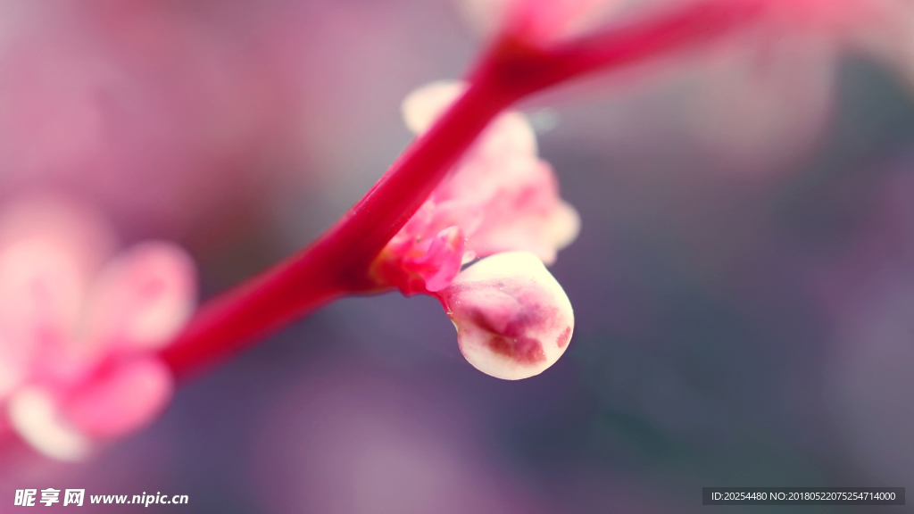 花苞