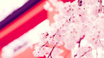 樱花 梅花 桃花