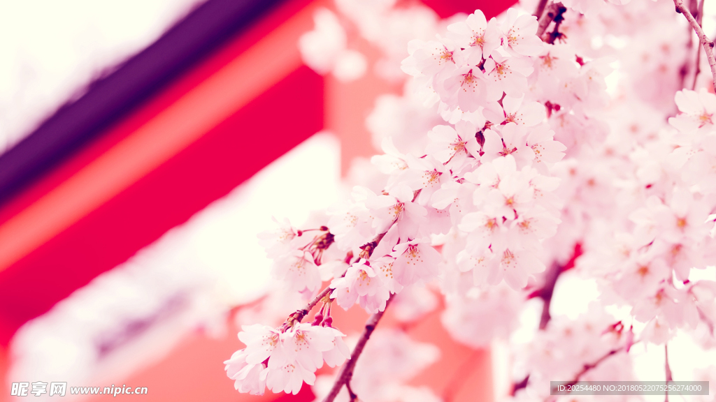 樱花 梅花 桃花
