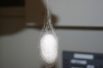 蚕茧