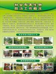林业有害生物