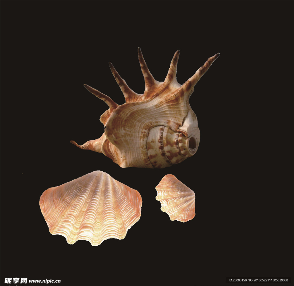 贝壳海螺