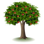 苹果树
