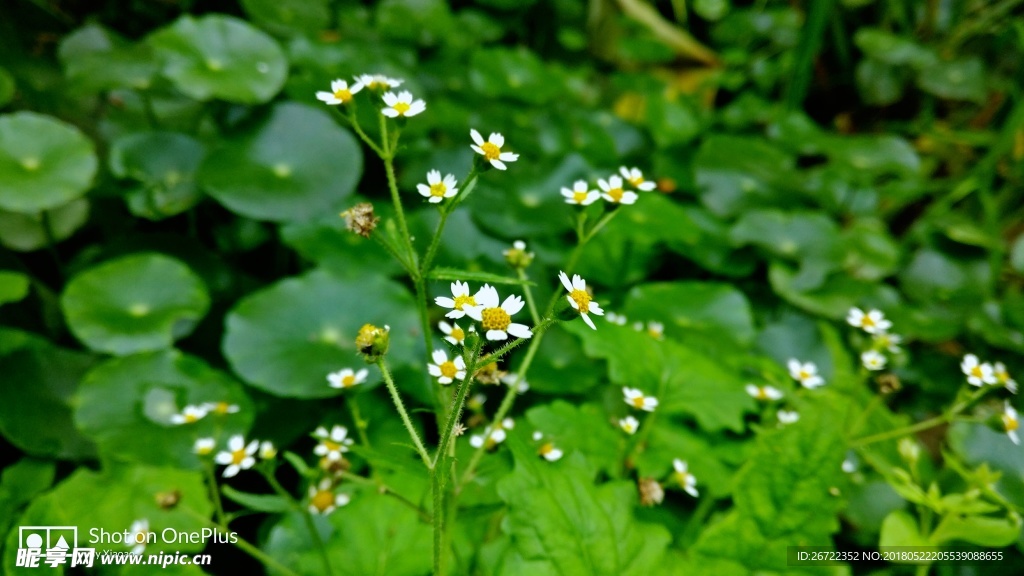 铜钱草
