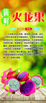 火龙果