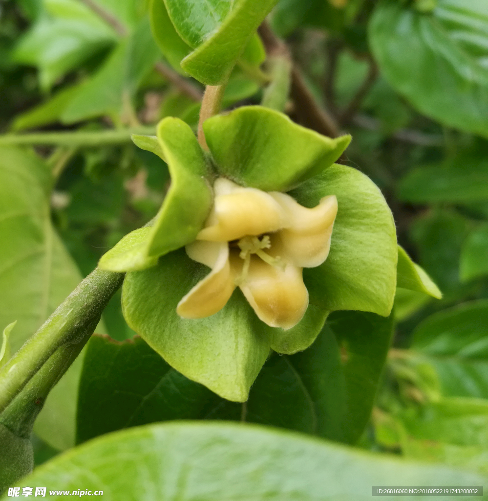 柿子花
