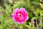 紫月季花