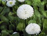 雏菊