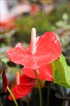 花烛