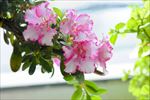 杜鹃花