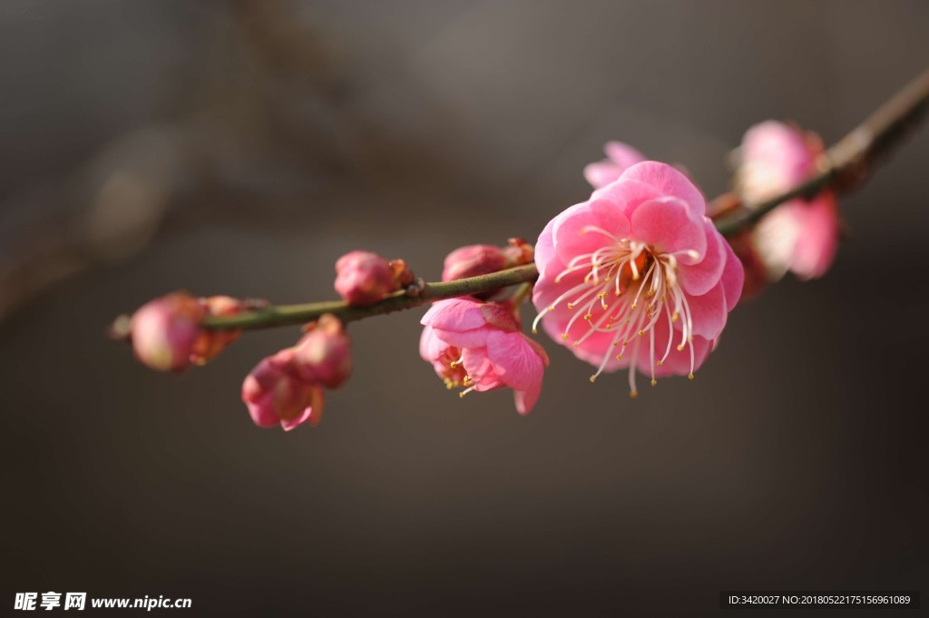 朱砂梅