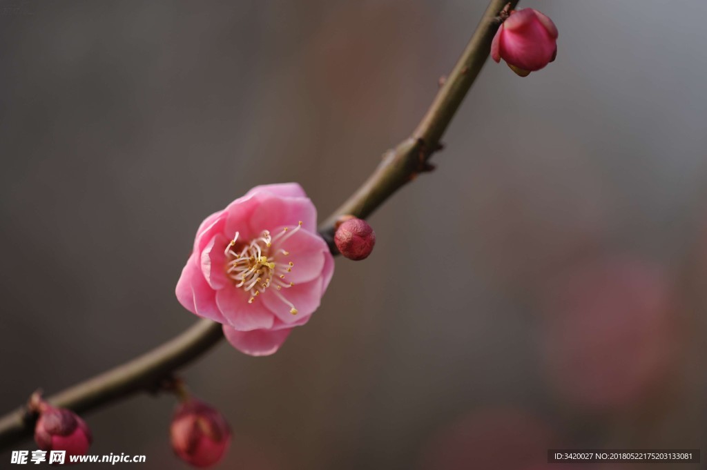 朱砂梅