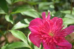 芍药