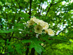 山楂花