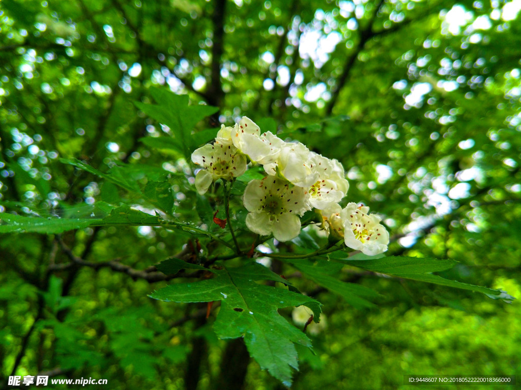 山楂花