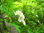 山楂花