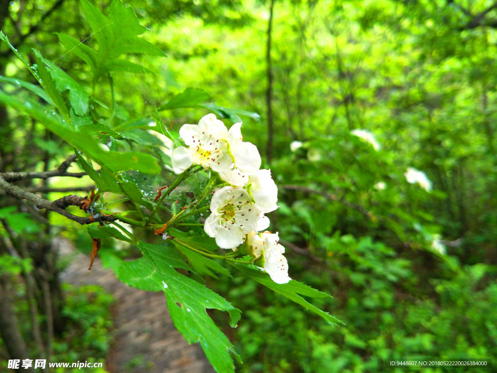 山楂花