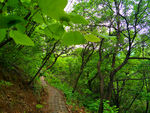 林中小路
