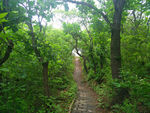 林中小路