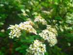 白色鲜花
