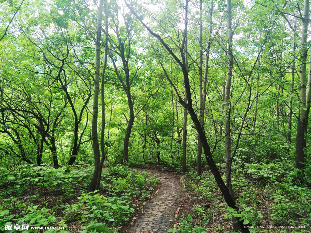 林中小路