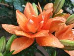 百合花