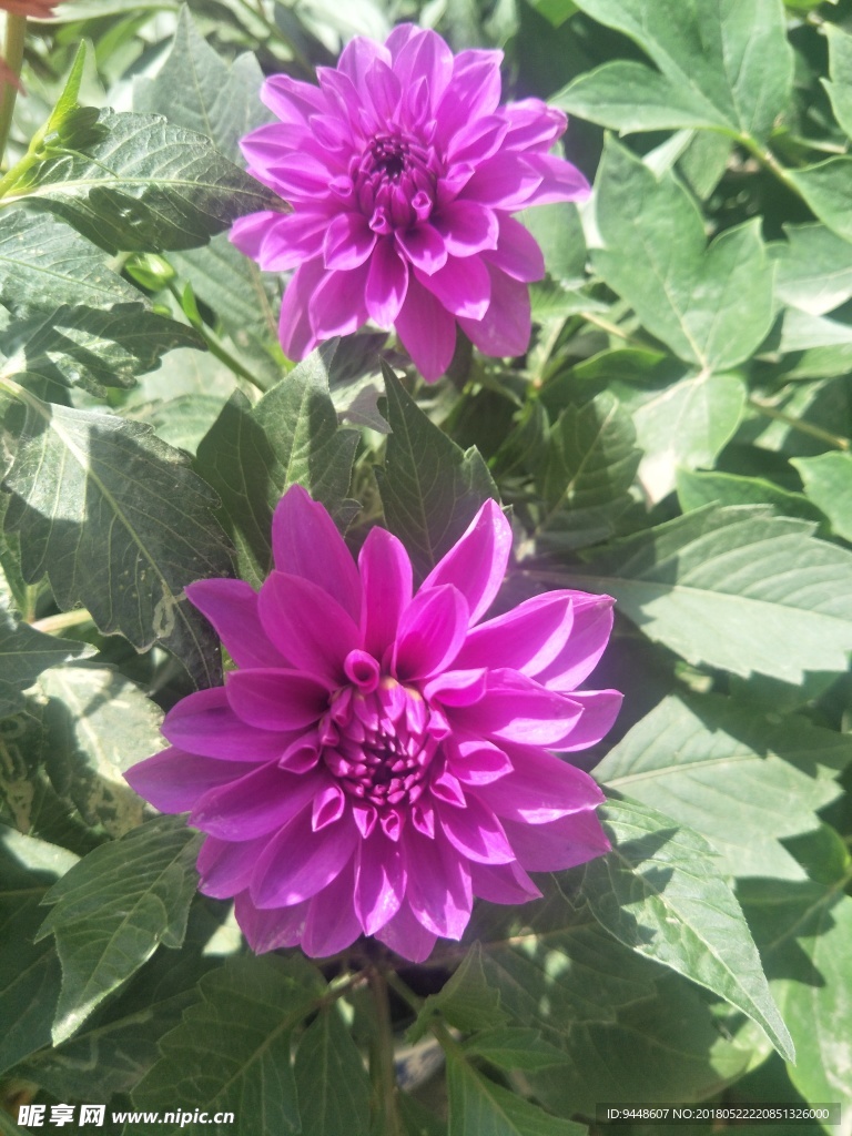 小丽菊