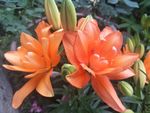 百合花