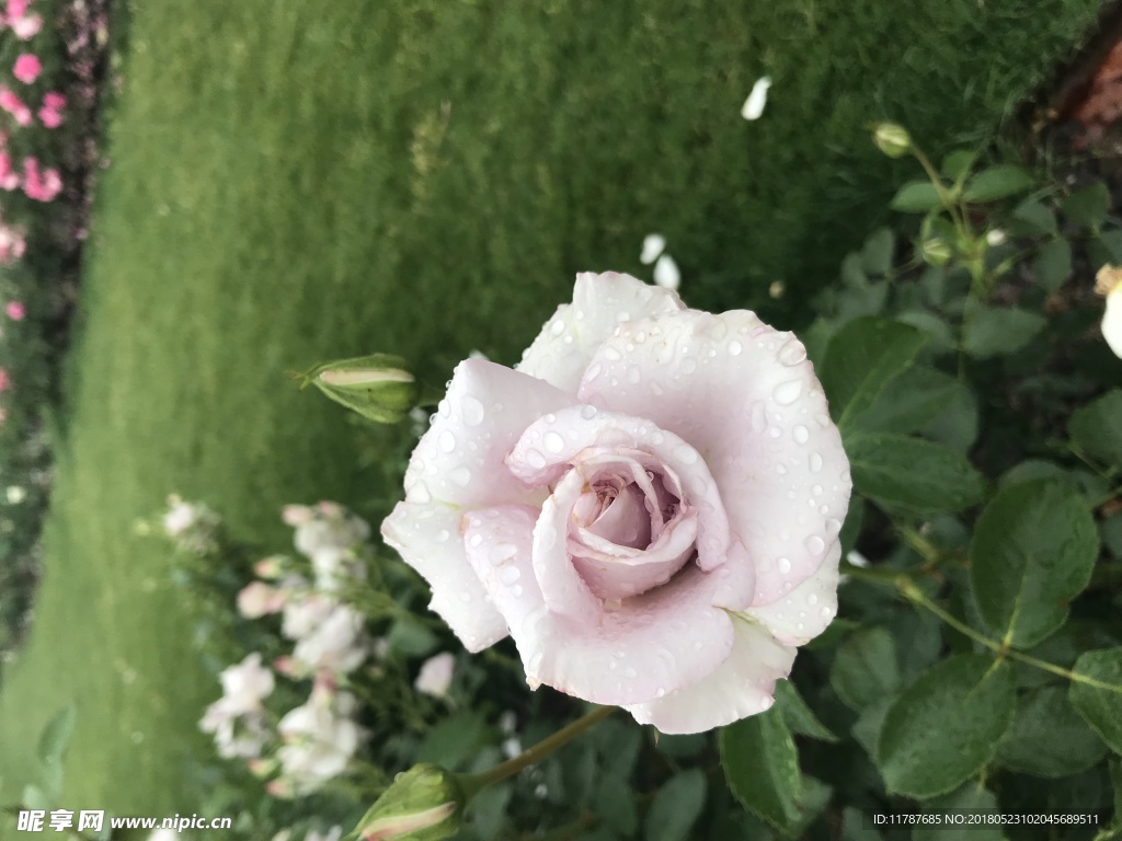 月季花