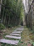 西山竹林小道