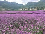 紫色花海