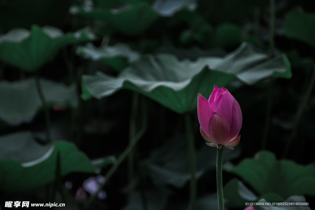 荷花