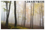 秋天 雾 森林 自然 树 雾
