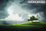 树  土地 景观 天空 乌云