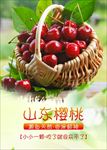 山东樱桃推广促销海报图片下载